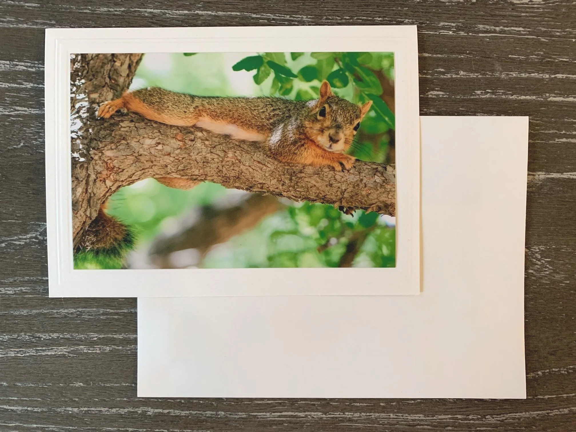 Lounging Fox Squirrel - Greeting Card 5x7 — Photography by Jenya